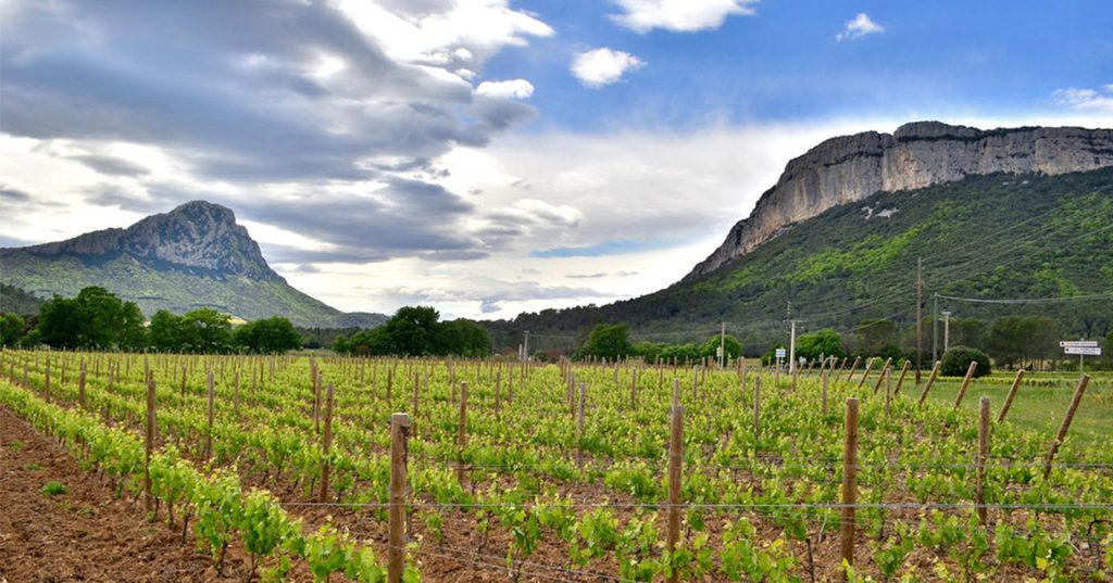Vignes au pied du Pic St Loup Hérault